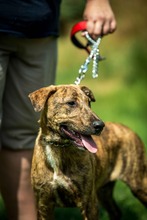 IRKA, Hund, Mischlingshund in Ungarn - Bild 9