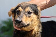 SAMICAH, Hund, Mischlingshund in Rumänien - Bild 1