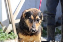 SAMICAH, Hund, Mischlingshund in Rumänien - Bild 2