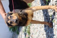 SAMICAH, Hund, Mischlingshund in Rumänien - Bild 5