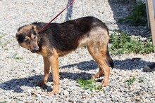 SAMICAH, Hund, Mischlingshund in Lohra-Reimershausen - Bild 3