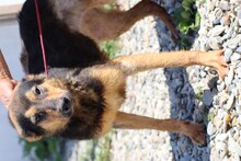 SAMICAH, Hund, Mischlingshund in Lohra-Reimershausen - Bild 4