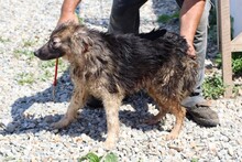 NANDRA, Hund, Sheltie-Mix in Rumänien - Bild 2