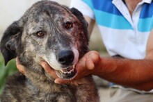 KENAY, Hund, Labrador-Mix in Rumänien - Bild 1