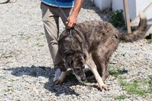 KENAY, Hund, Labrador-Mix in Rumänien - Bild 3