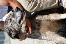KENAY, Hund, Labrador-Mix in Rumänien - Bild 4