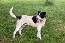 EMIL, Hund, Mischlingshund in Kroatien - Bild 1