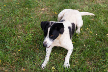 EMIL, Hund, Mischlingshund in Kroatien - Bild 2