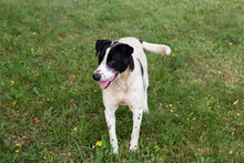 EMIL, Hund, Mischlingshund in Kroatien - Bild 3
