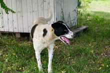EMIL, Hund, Mischlingshund in Kroatien - Bild 4