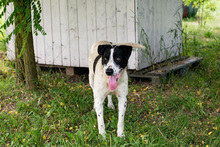 EMIL, Hund, Mischlingshund in Kroatien - Bild 5