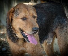 JAFFA, Hund, Mischlingshund in Gladbeck - Bild 14