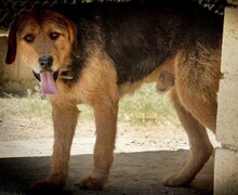 JAFFA, Hund, Mischlingshund in Gladbeck - Bild 15