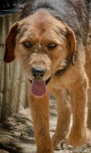 JAFFA, Hund, Mischlingshund in Gladbeck - Bild 16