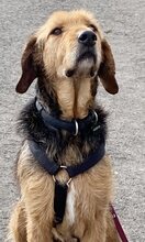 JAFFA, Hund, Mischlingshund in Gladbeck - Bild 4