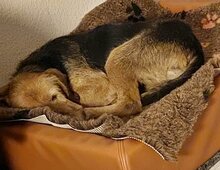 JAFFA, Hund, Mischlingshund in Gladbeck - Bild 6
