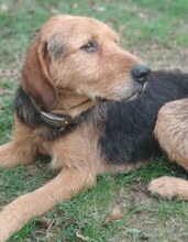 JAFFA, Hund, Mischlingshund in Gladbeck - Bild 7