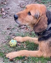 JAFFA, Hund, Mischlingshund in Gladbeck - Bild 9