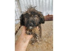 SVEN, Hund, Mischlingshund in Rumänien - Bild 2
