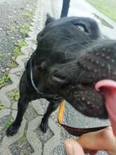 PABLO, Hund, Taiwanhund in Jena - Bild 6