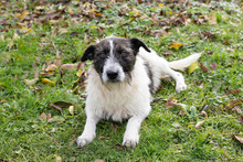 BOI, Hund, Mischlingshund in Kroatien - Bild 2