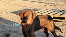 LITOS, Hund, Mischlingshund in Spanien - Bild 1