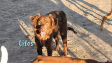 LITOS, Hund, Mischlingshund in Spanien - Bild 2