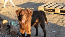 LITOS, Hund, Mischlingshund in Spanien - Bild 3