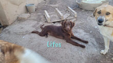 LITOS, Hund, Mischlingshund in Spanien - Bild 4