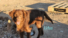 LITOS, Hund, Mischlingshund in Spanien - Bild 5