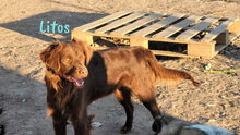 LITOS, Hund, Mischlingshund in Spanien - Bild 6