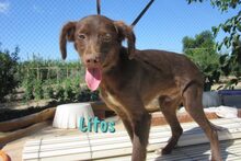 LITOS, Hund, Mischlingshund in Spanien - Bild 7