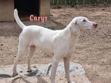 CARYS, Hund, Mischlingshund in Spanien - Bild 1