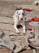 CARYS, Hund, Mischlingshund in Spanien - Bild 2