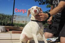 CARYS, Hund, Mischlingshund in Spanien - Bild 5
