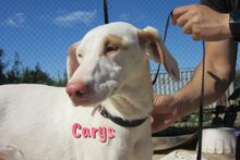 CARYS, Hund, Mischlingshund in Spanien - Bild 6