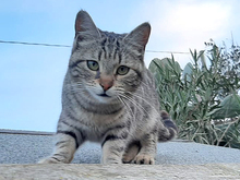 MARA, Katze, Europäisch Kurzhaar in Hagelstadt - Bild 1