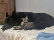 MARA, Katze, Europäisch Kurzhaar in Hagelstadt - Bild 6
