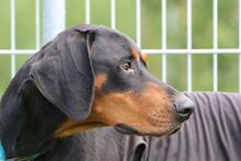 NERO, Hund, Dobermann in Mengkofen - Bild 5