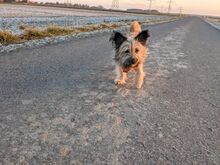 LUNA, Hund, Mischlingshund in Wendeburg - Bild 3
