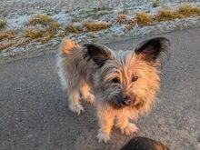 LUNA, Hund, Mischlingshund in Wendeburg - Bild 4