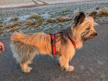 LUNA, Hund, Mischlingshund in Wendeburg - Bild 7