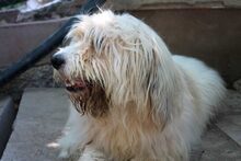 BEETHOVEN, Hund, Mischlingshund in Spanien - Bild 10