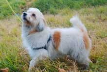 BEETHOVEN, Hund, Mischlingshund in Spanien - Bild 6
