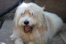 BEETHOVEN, Hund, Mischlingshund in Spanien - Bild 9