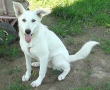 BYRONIA, Hund, Mischlingshund in Rumänien - Bild 1