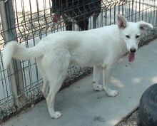BYRONIA, Hund, Mischlingshund in Rumänien - Bild 2