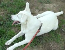 BYRONIA, Hund, Mischlingshund in Rumänien - Bild 3