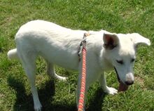 BYRONIA, Hund, Mischlingshund in Rumänien - Bild 5