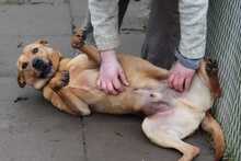 OZZY, Hund, Mischlingshund in Ungarn - Bild 3